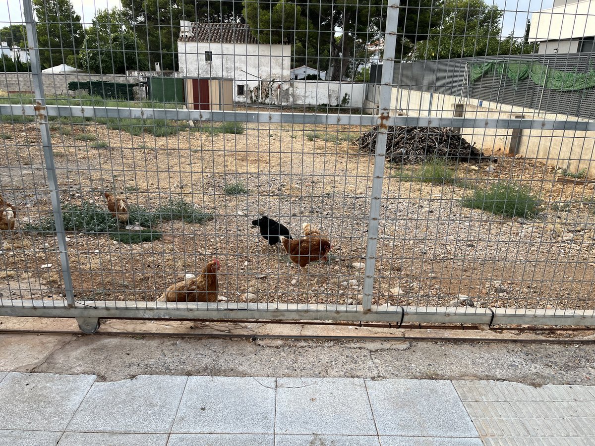 Gallinas en Alcoceber